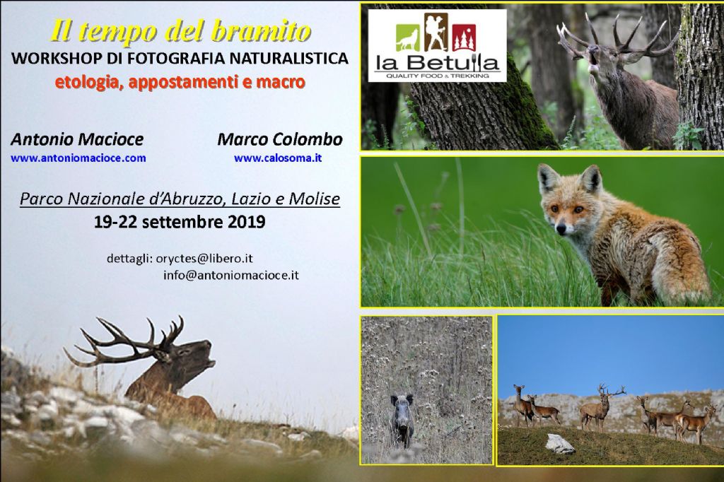 workshop di fotografia e osservazione dei mammiferi in Abruzzo